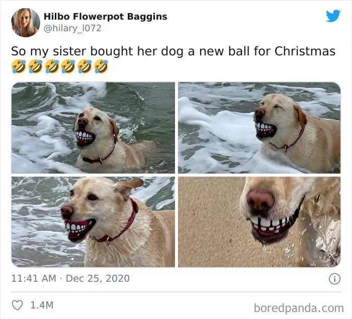 Когда собачке подарили новый мяч на Рождество