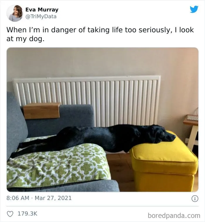 Когда я боюсь, что отношусь к жизни слишком серьезно, то смотрю на свою собаку Когда я боюсь, что отношусь к жизни слишком серьезно, то смотрю на свою собаку