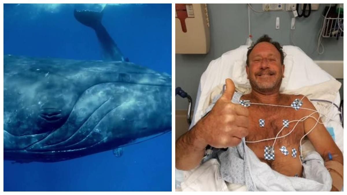 В США горбатый кит проглотил мужчину В США горбатый кит проглотил мужчину