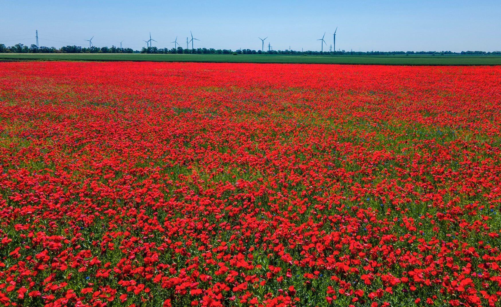На Одещині розквітли макові поля На Одещині розквітли макові поля