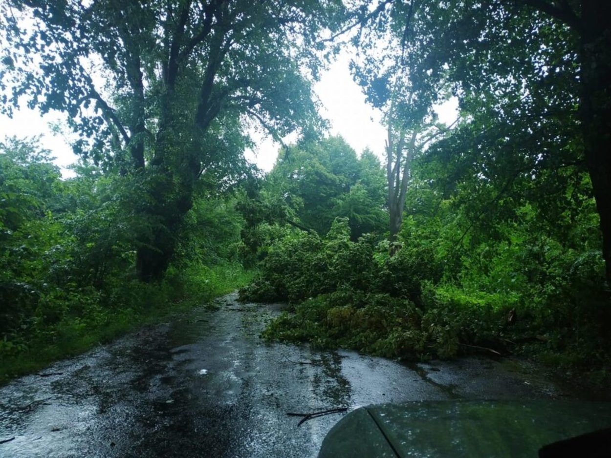 Ветер повалил 11 деревьев: во Львове 12 - 13 июня 2021 бурлила непогода 