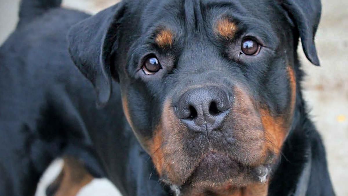 У Дніпрі собака покусав чоловіка, який заступився за дитину У Дніпрі собака покусав чоловіка, який заступився за дитину