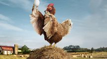 Что было раньше: курица или яйцо – ответ зоолога