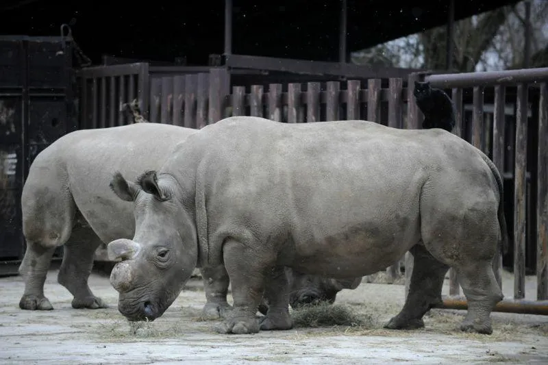 Кількість носорогів у світі