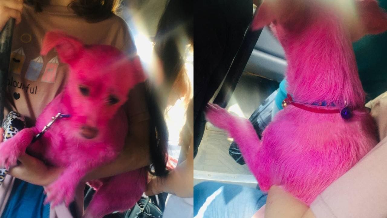 У Дніпрі помітили рожевого собаку: фото 