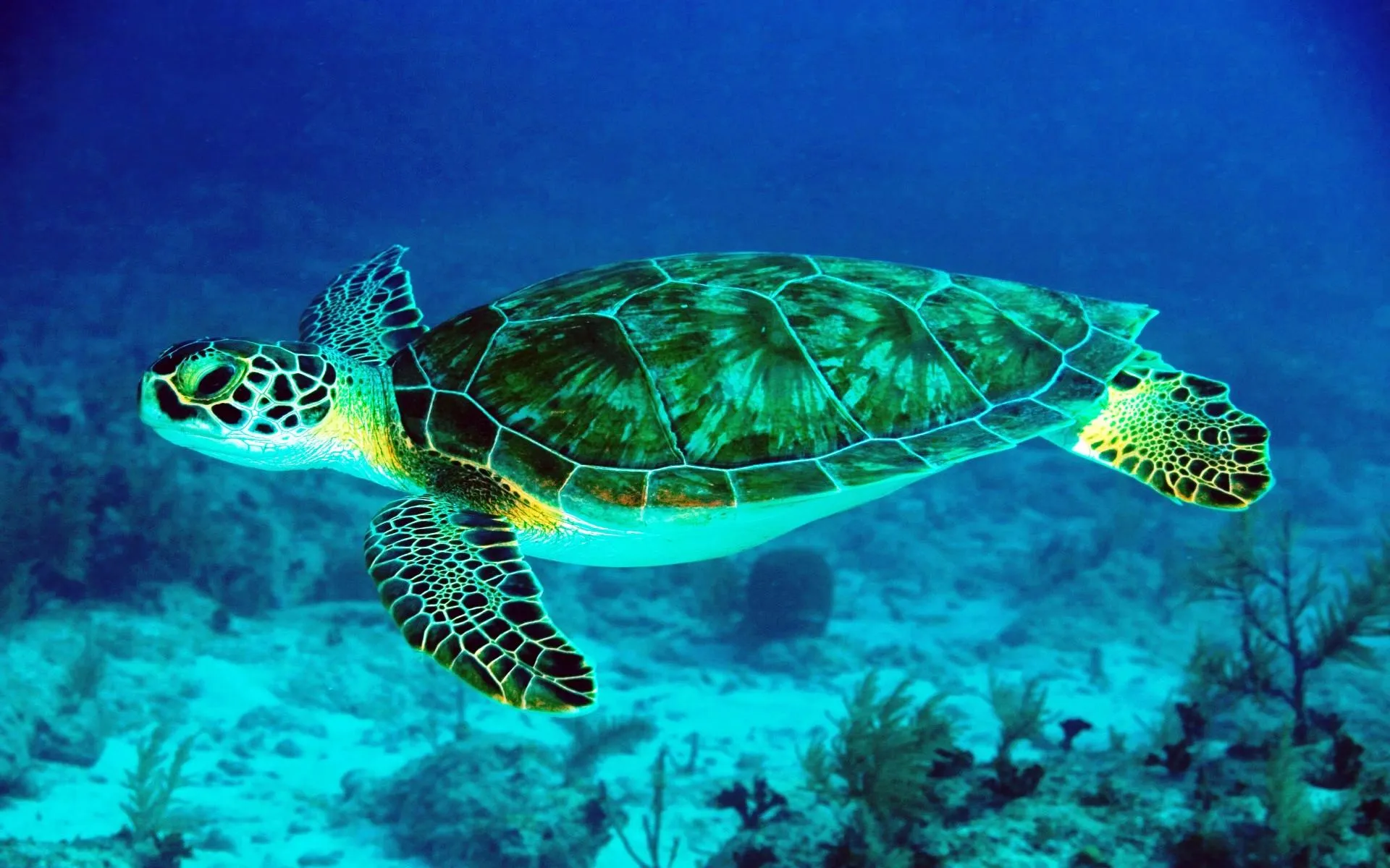 Зелена морська черепаха