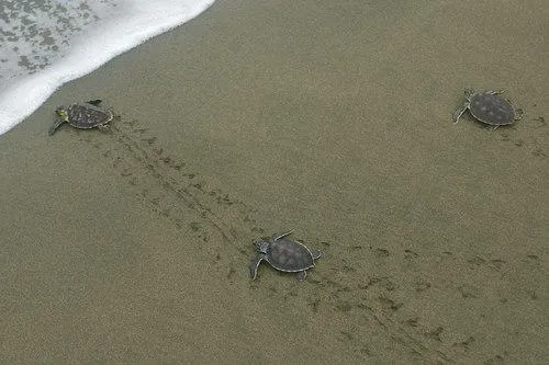 Малі черепахи