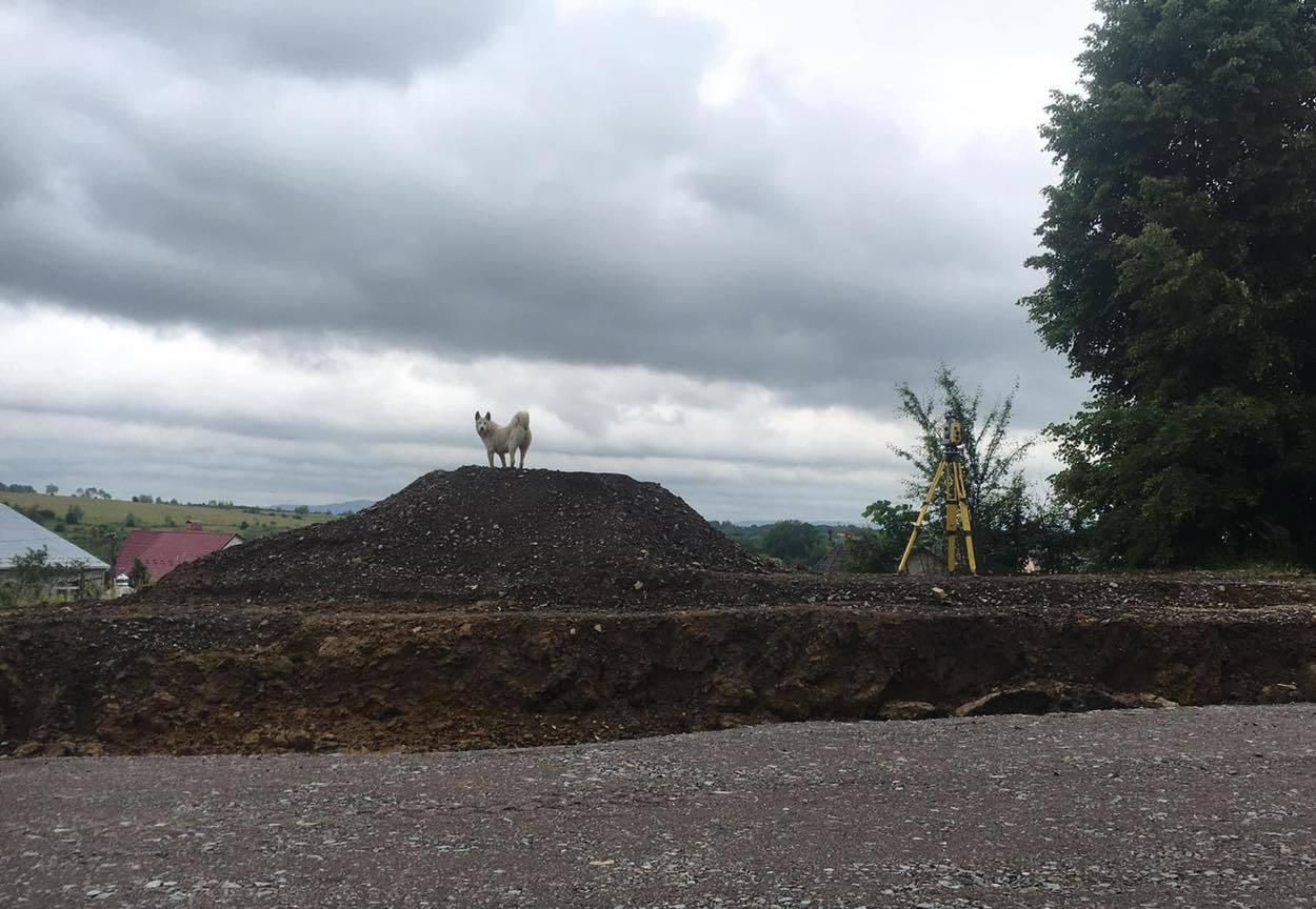 Самборский Хатико: брошенный пёс месяц ждет своего горе-хозяина - фото Самборский Хатико: брошенный пёс месяц ждет своего горе-хозяина - фото