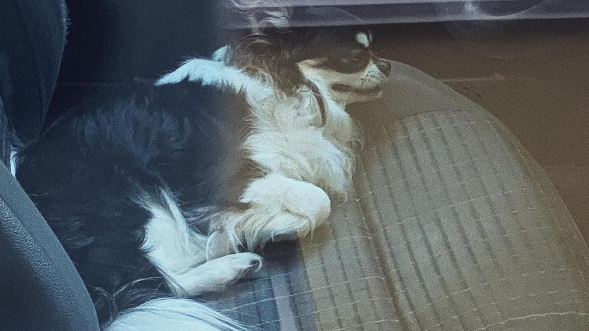 В Киеве собака чуть не умерла из-за хозяек, закрывших ее в машине В Киеве собака чуть не умерла из-за хозяек, закрывших ее в машине