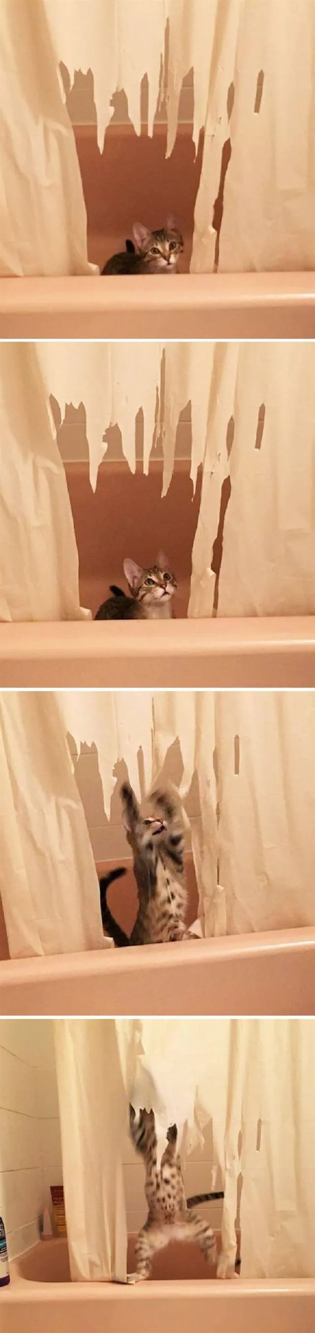 Нельзя драть штору Нельзя драть штору