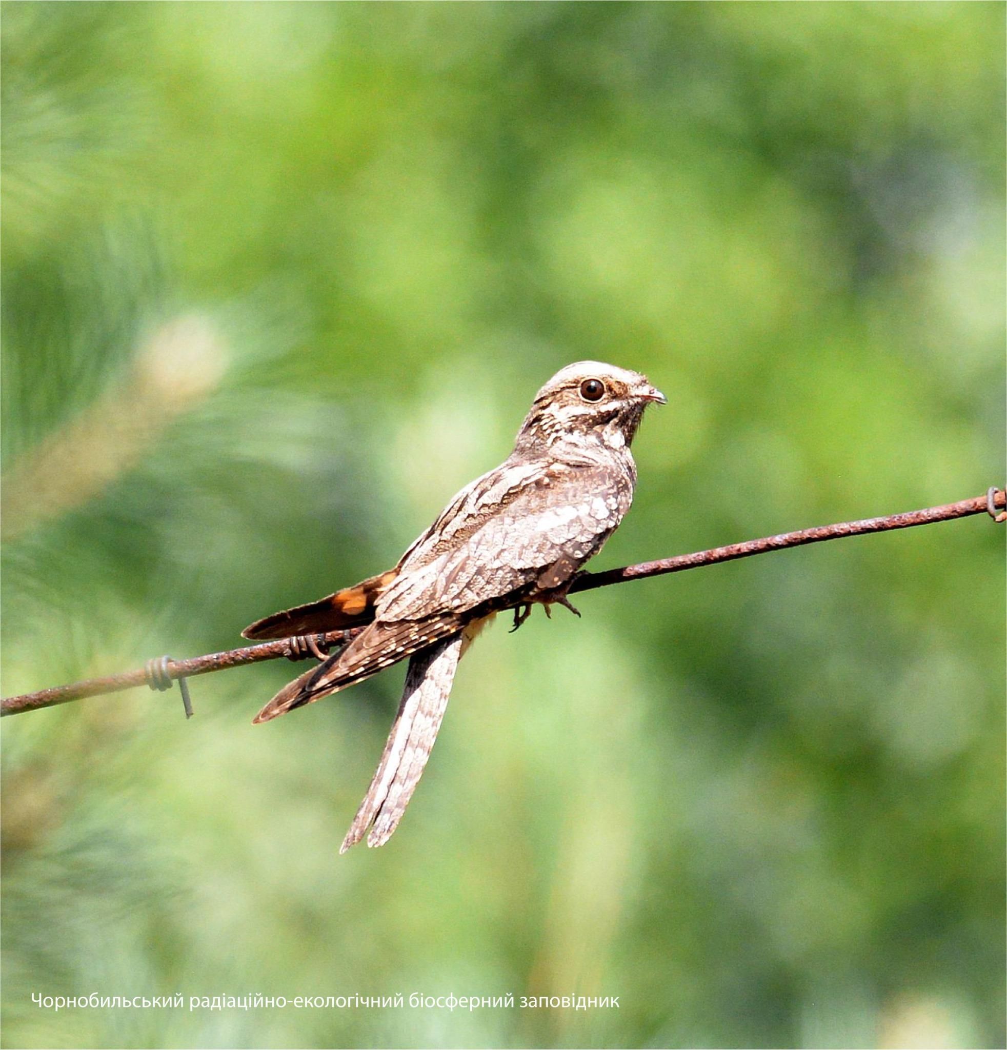 У Чорнобиль повернувся птах-привід: фото У Чорнобиль повернувся птах-привід: фото