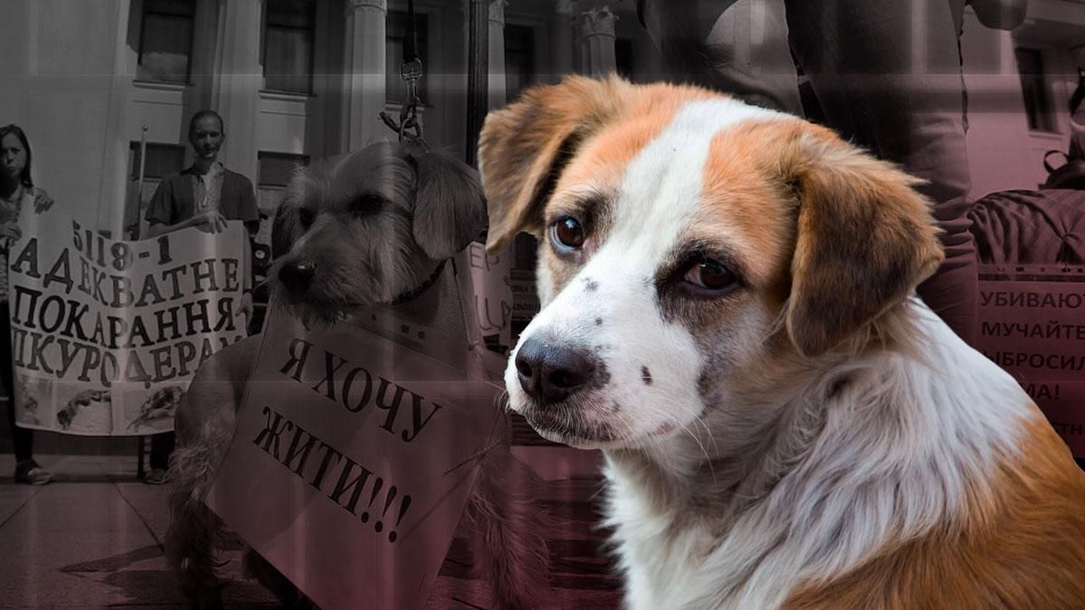 В Україні є покарання за жорстоке поводження з тваринами