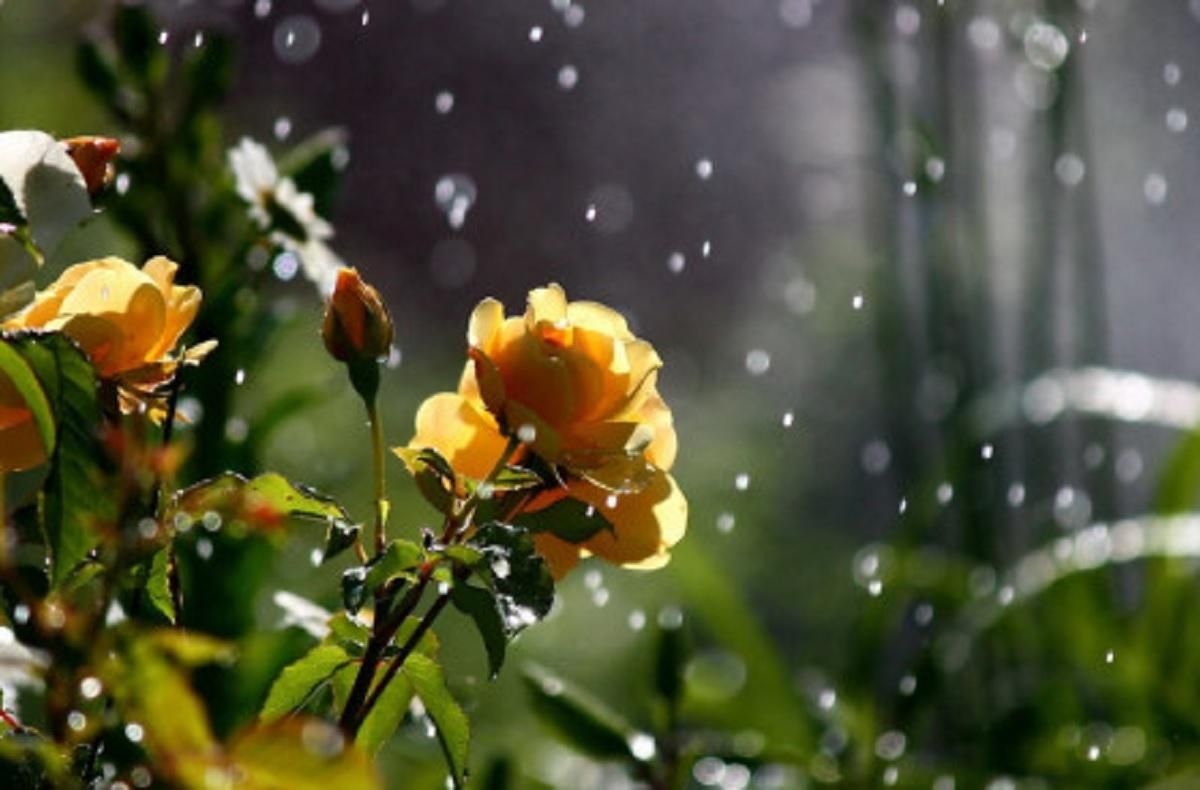 Погода 20 июня 2021: прогноз от синоптиков Украины Погода 20 июня 2021: прогноз от синоптиков Украины