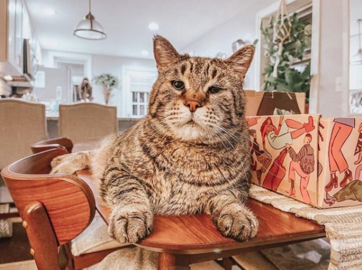 Огромный кот, которого никто не хотел брать из приюта, нашел семью