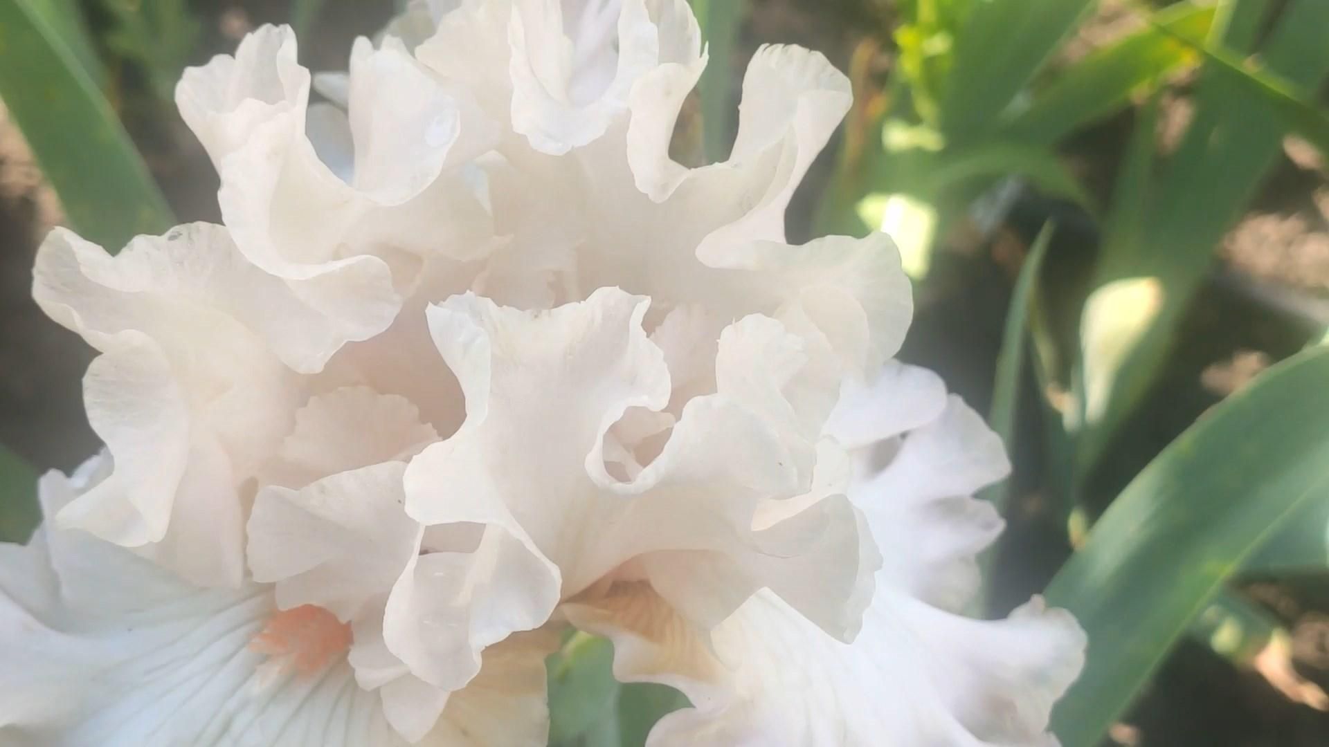 На Харківщині росте найбільше ірисове поле в Україні: фото На Харківщині росте найбільше ірисове поле в Україні: фото