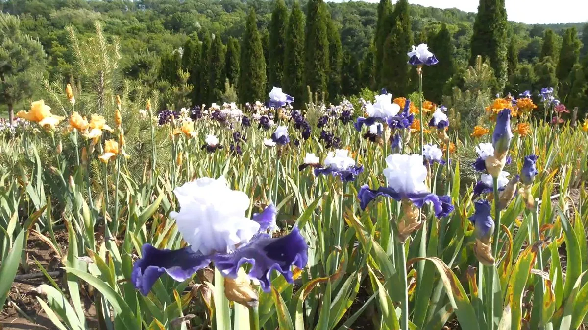 Іриси Іриси