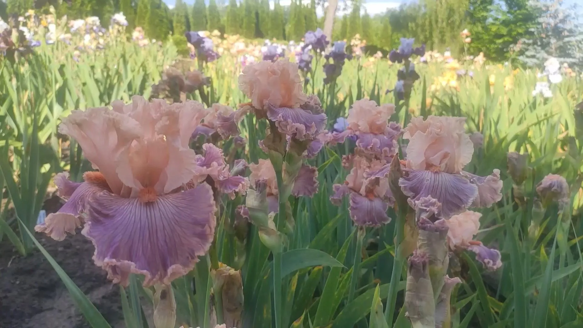 Іриси Іриси