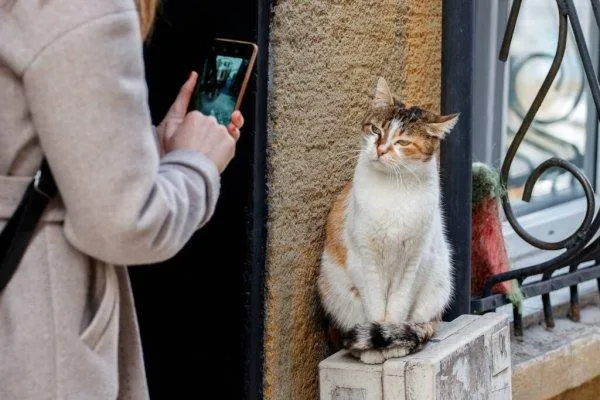 Котів буває непросто сфотографувати