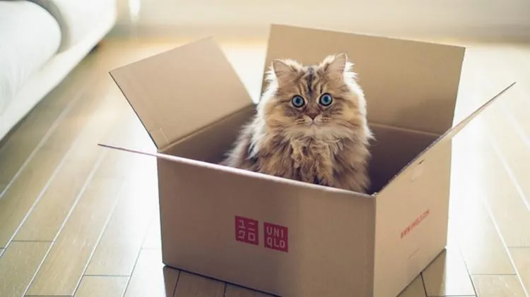 Кіт в коробці