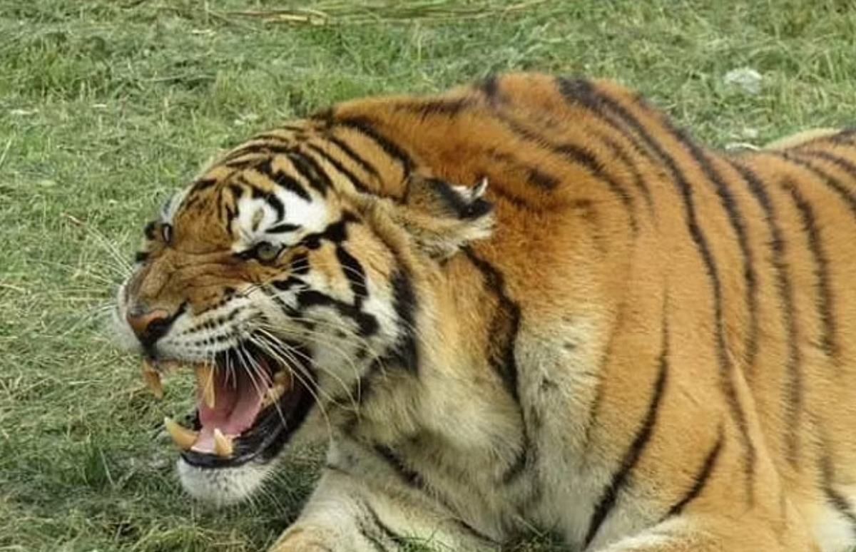  В Южной Африке тигр разорвал смотрителя и соперника