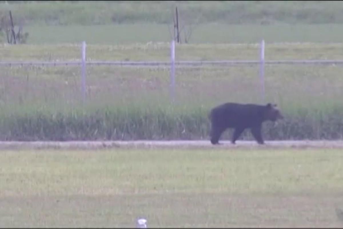 В Японії ведмідь поранив 4 людей і заблокував роботу аеропорту В Японії ведмідь поранив 4 людей і заблокував роботу аеропорту