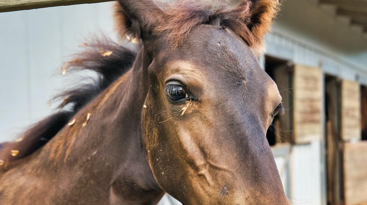 На Рівненщині кінь задушив батька 9 дітей, коли той провалився у яму