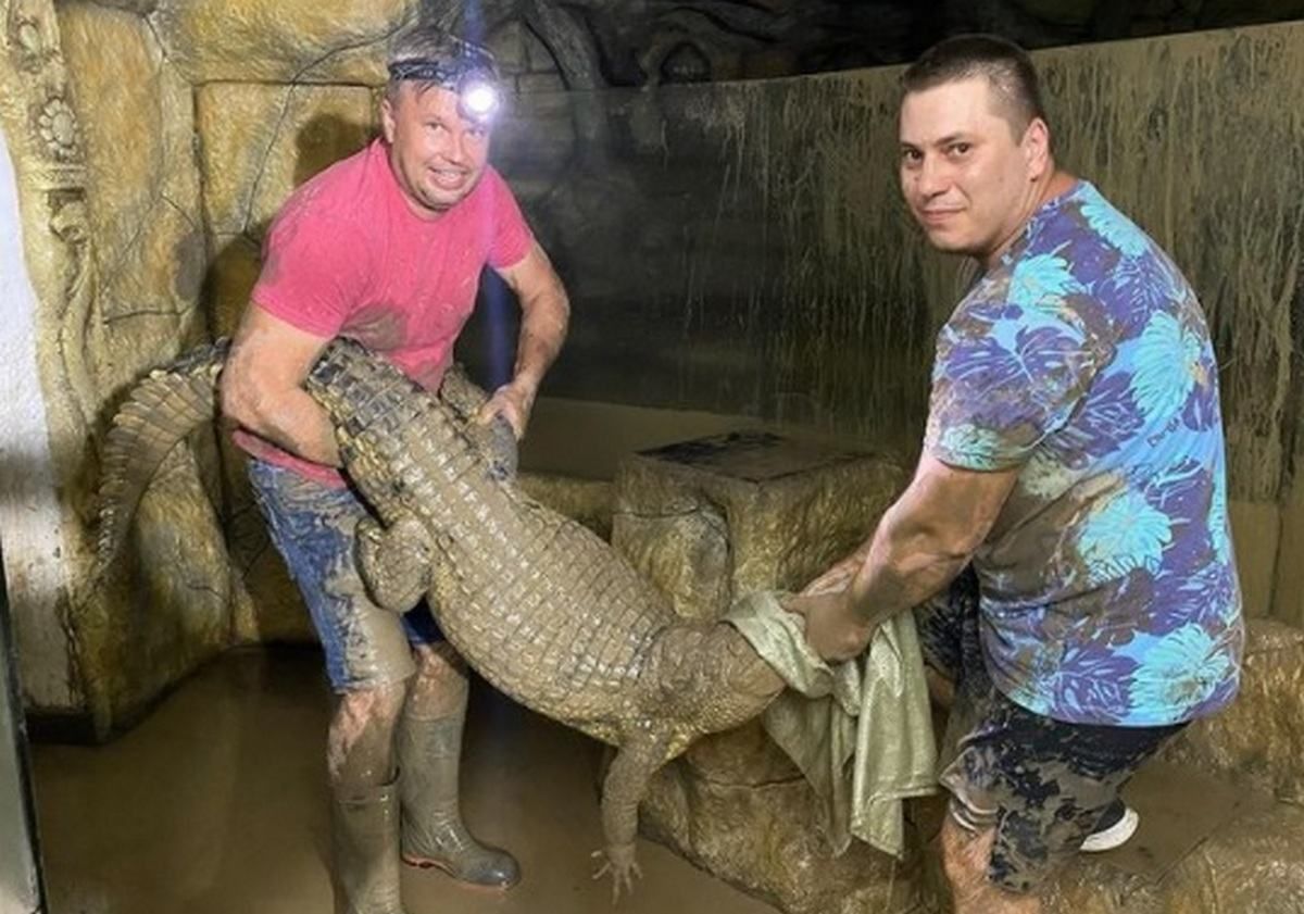 У крокодиляріумі Ялти працівники ловлять рептилій, – відео