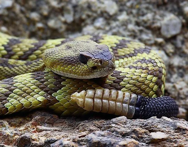Укус гримучої змії смертельно небезпечний