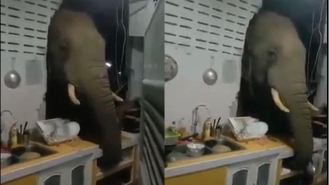 Слон вдерся у житловий будинок у Таїланді - відео
