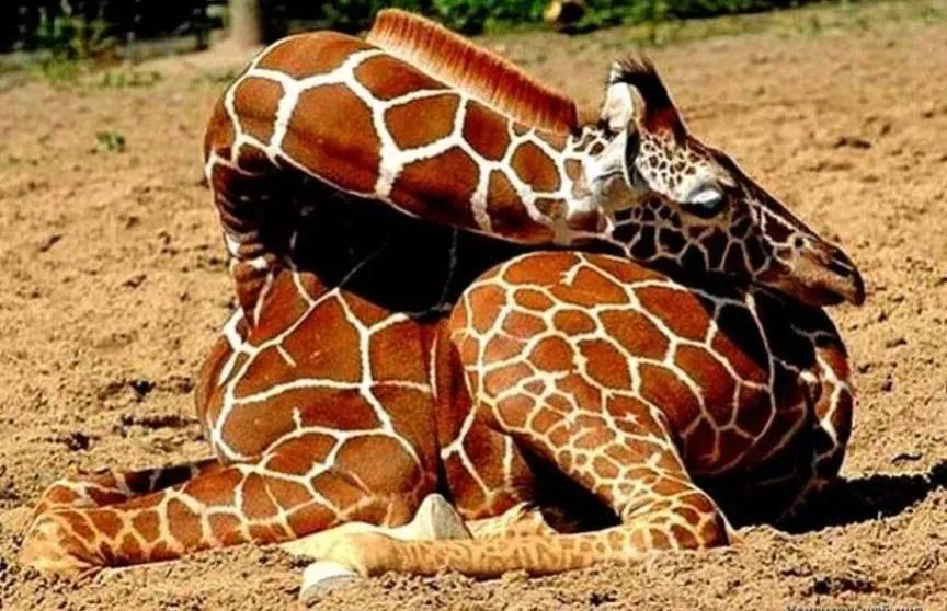 Так спит жираф