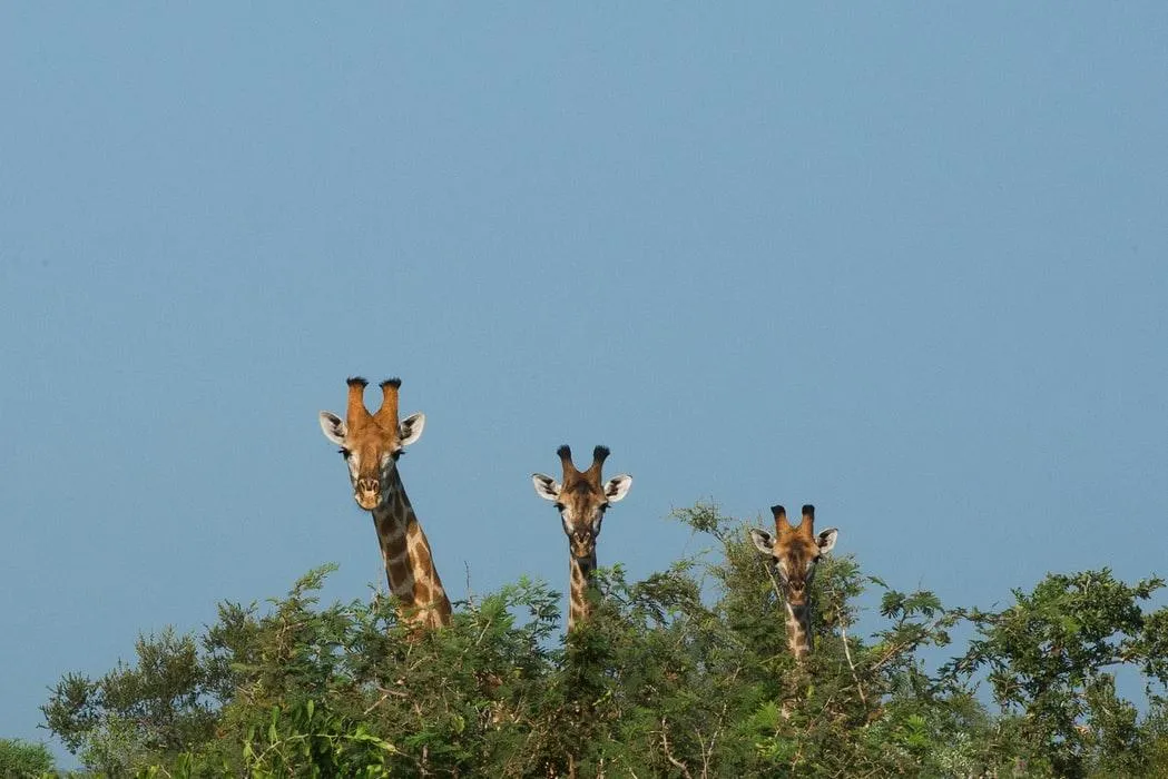 Популяция жирафов в мире сокращается