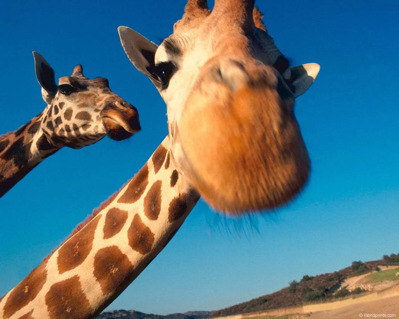 Жирафы часто выглядят смешно