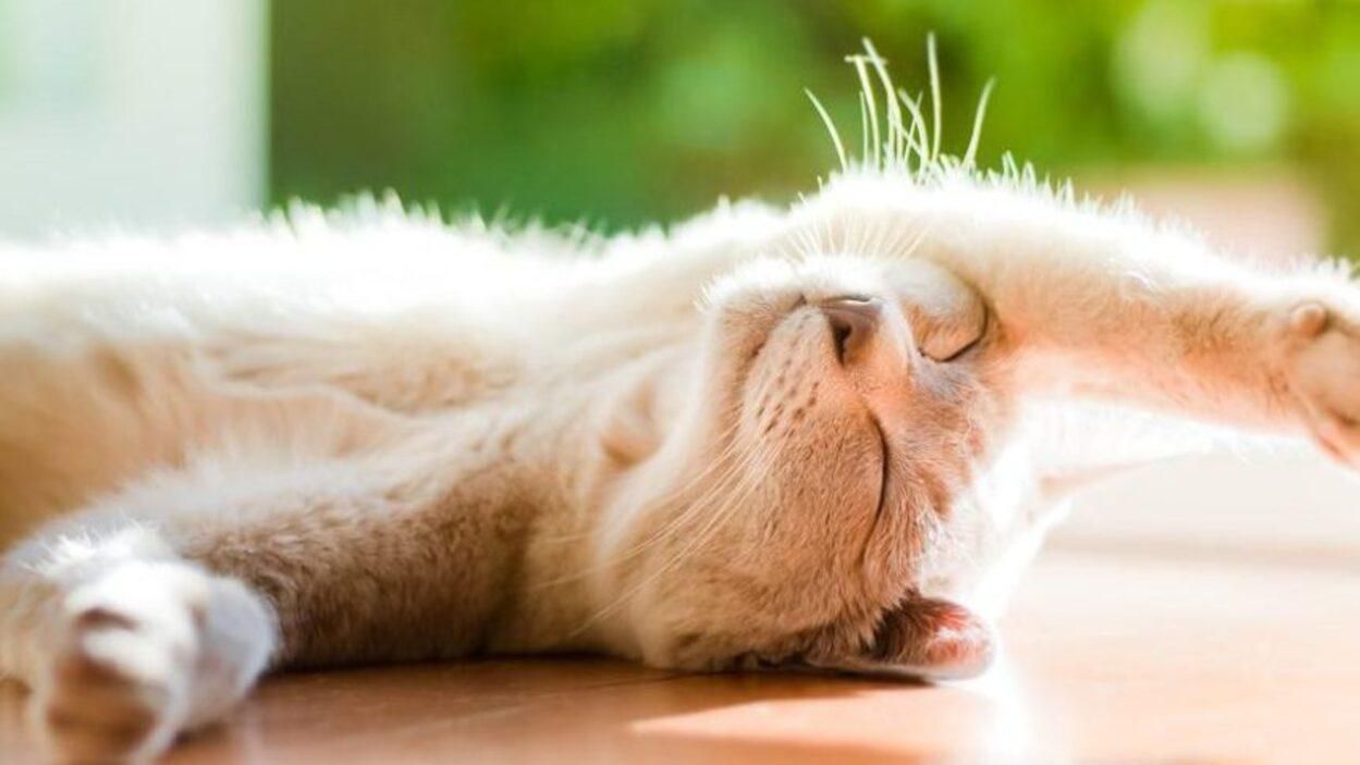 Жара до +33 градусов и гроза: погода на Львовщине 22 - 25 июня 2021 Жара до +33 градусов и гроза: погода на Львовщине 22 - 25 июня 2021