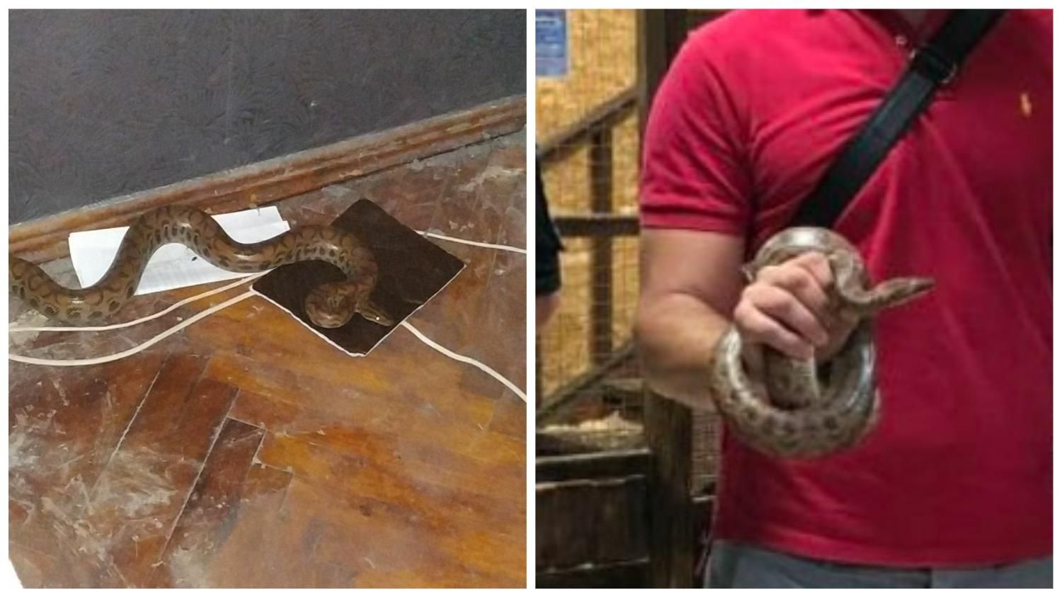 Попал в квартиру: в Харькове патрульные спасли редкого питона - фото Попал в квартиру: в Харькове патрульные спасли редкого питона - фото