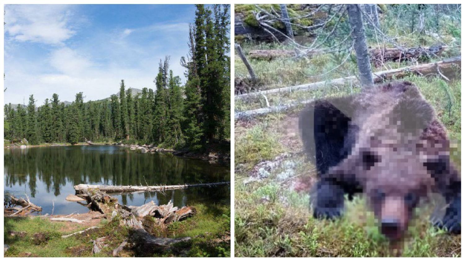В России дикий медведь напал на туристическую группу: есть погибшие В России дикий медведь напал на туристическую группу: есть погибшие