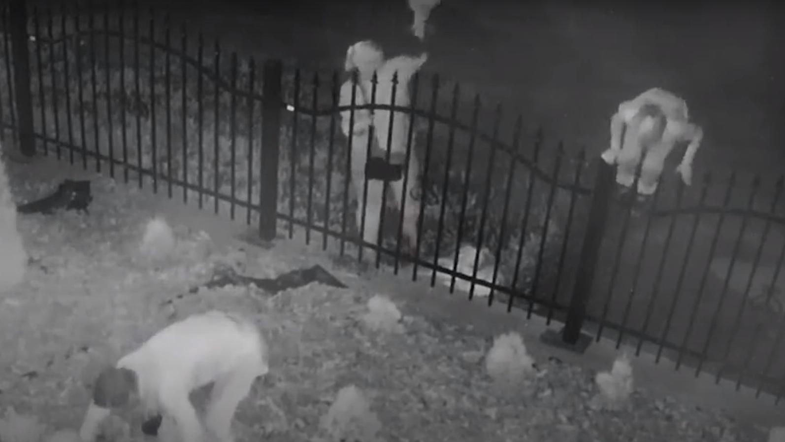 На Дніпропетровщині сім'я крала туї з церкви: відео На Дніпропетровщині сім'я крала туї з церкви: відео