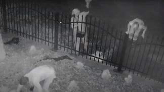 Сім'я крала туї з церкви на Дніпропетровщині: жінка перед цим перехрестилась – відео 