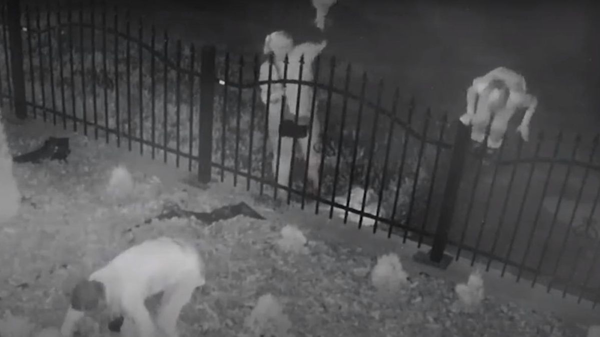 На Дніпропетровщині сім'я крала туї з церкви: відео На Дніпропетровщині сім'я крала туї з церкви: відео