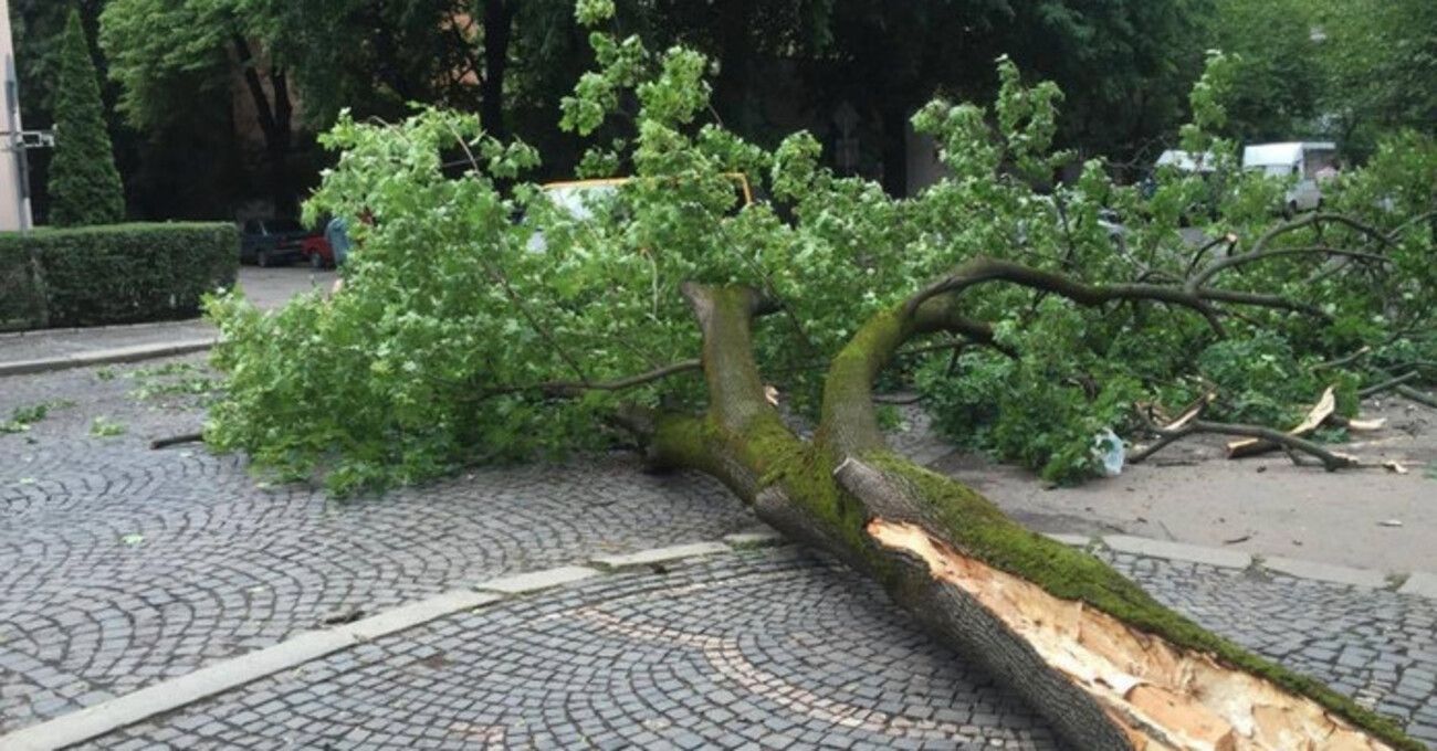 У Львові на 7-річного хлопчика впало дерево: він потрапив в реанімацію