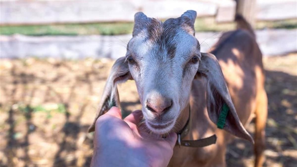 На Дніпропетровщині п'яні чоловіки вкрали козу: фото