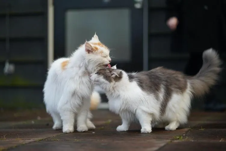 Коты облизывают друг друга