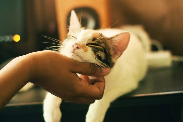 Кот и рука человека