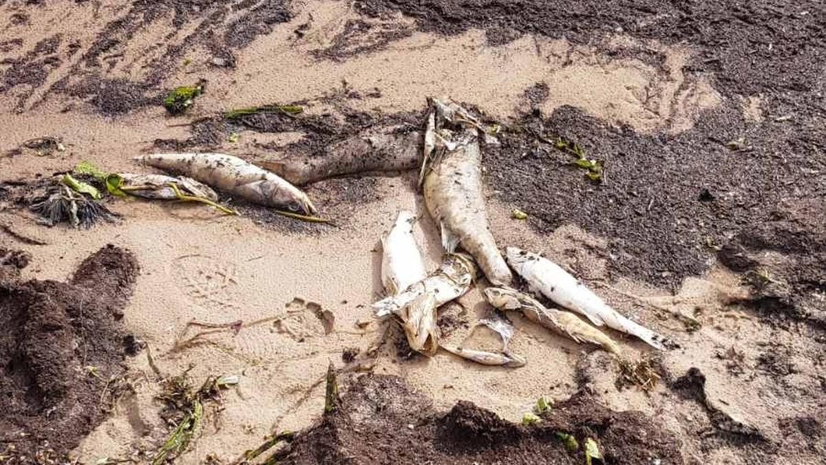 Берег Київського водосховища завалило мертвою рибою