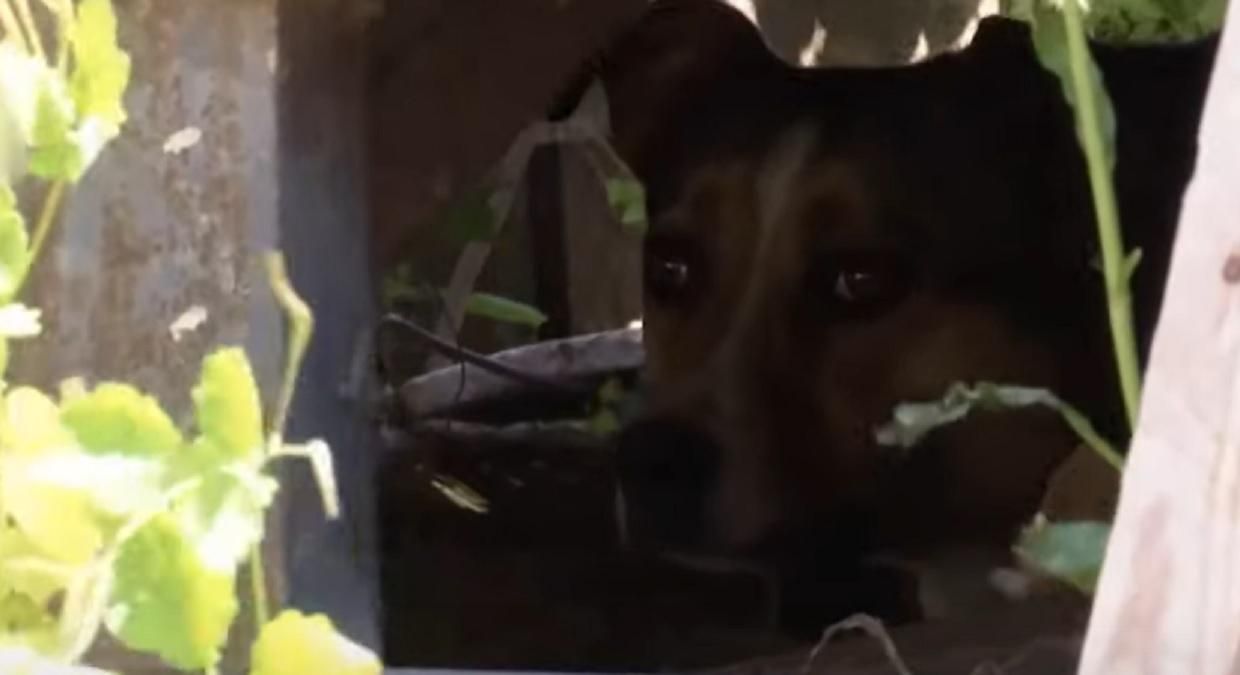 У Сумах охоронець нацькував собаку на чоловіка з 8-річною дочкою У Сумах охоронець нацькував собаку на чоловіка з 8-річною дочкою