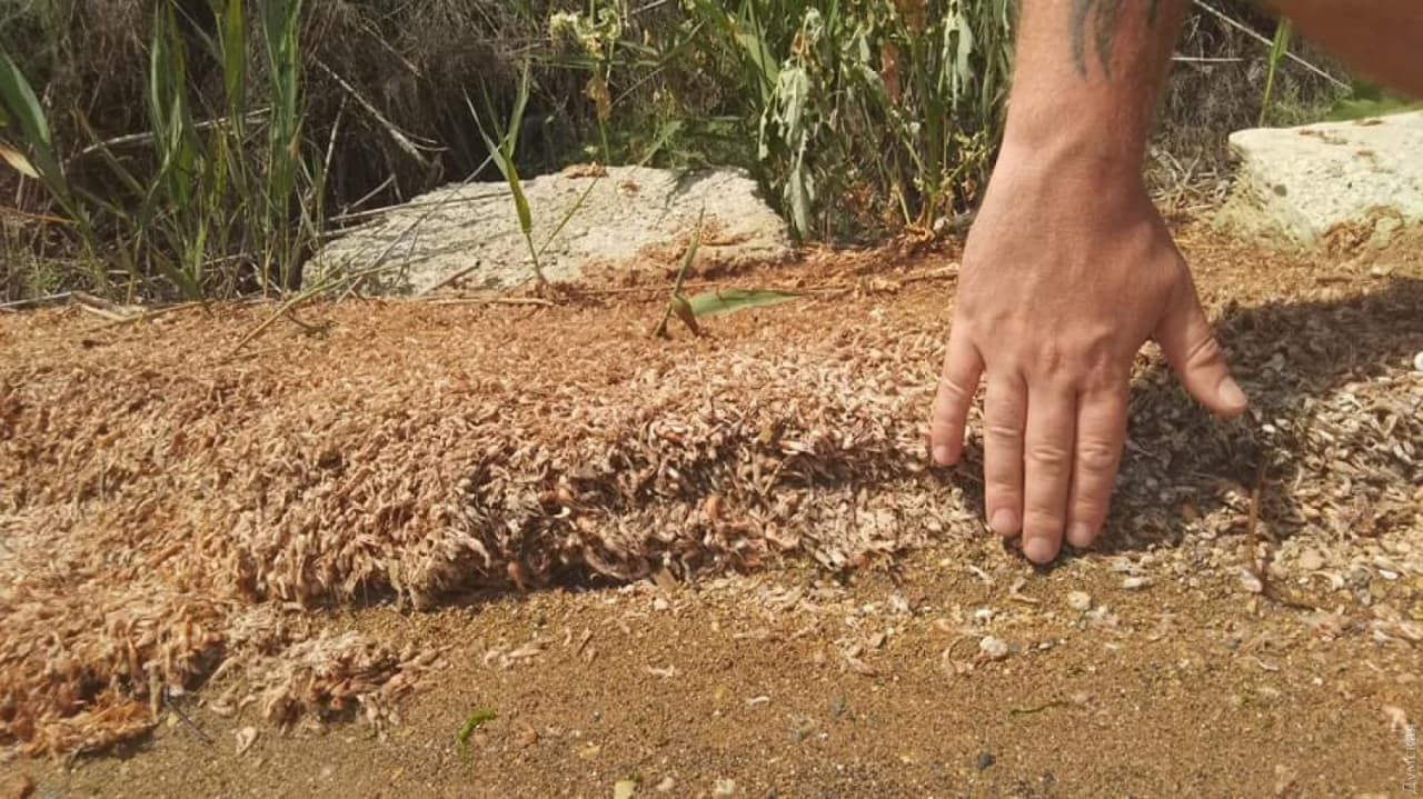 На Одещині масштабний мор креветок: фото На Одещині масштабний мор креветок: фото