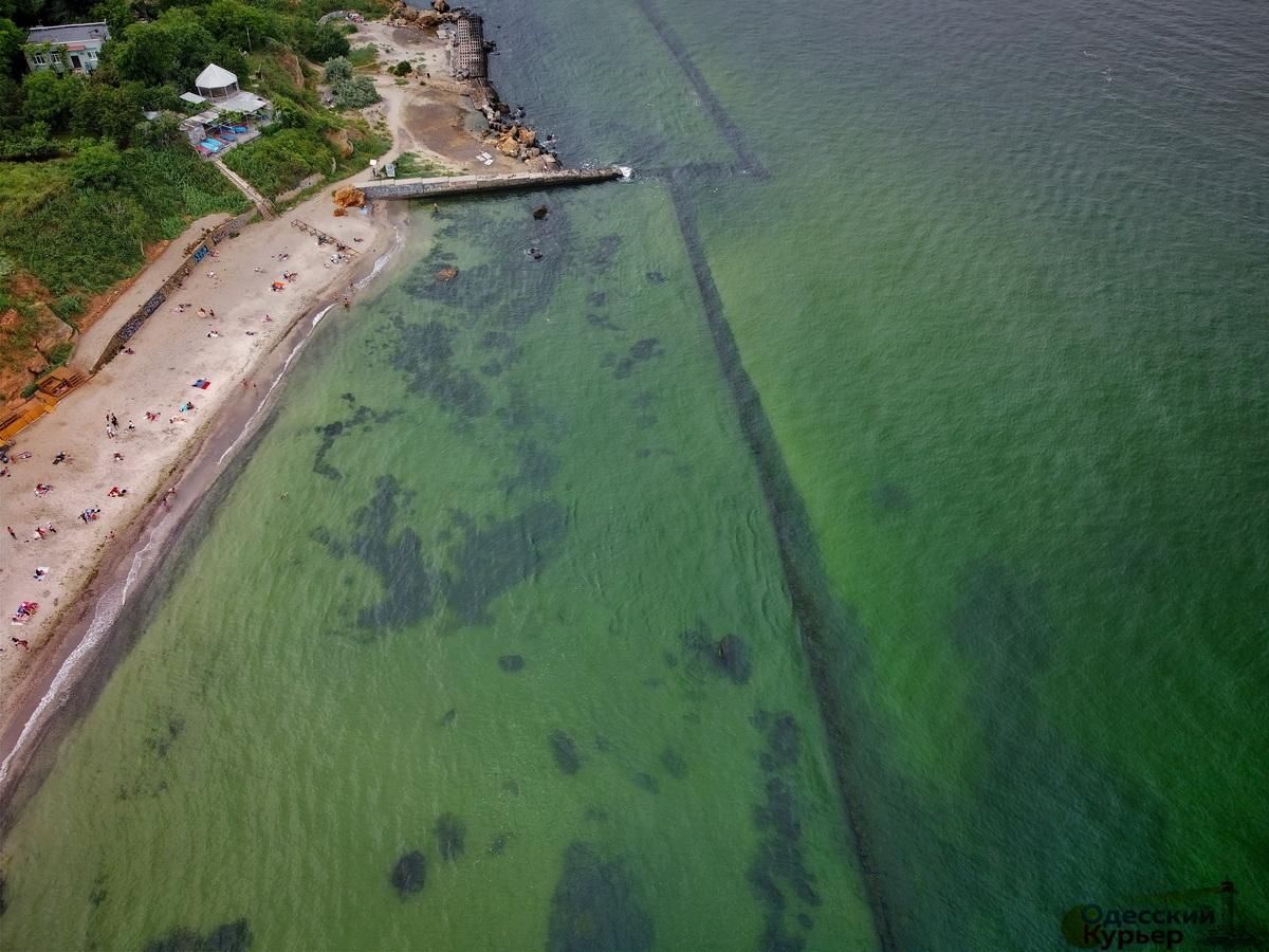 В Одессе Черное море превратилось в зеленое