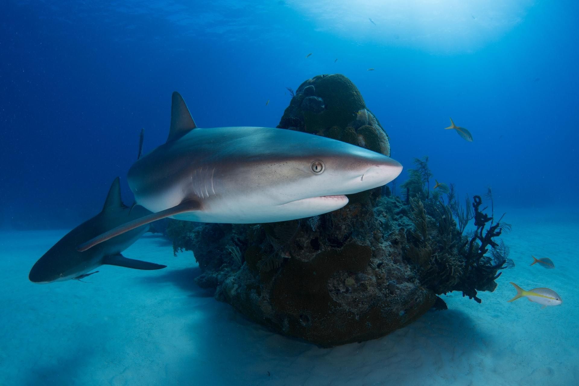 Вчені з'ясували, що течії допомагають акулам відпочивати