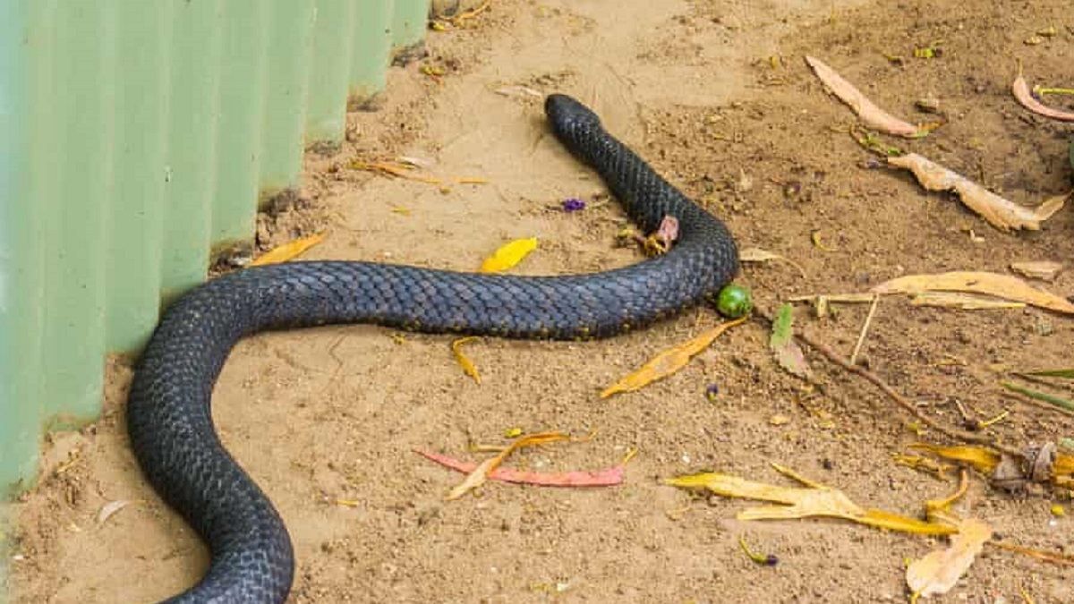 На Львовщине женщину и ребенка укусили змеи: пострадавшие попали в больницу На Львовщине женщину и ребенка укусили змеи: пострадавшие попали в больницу