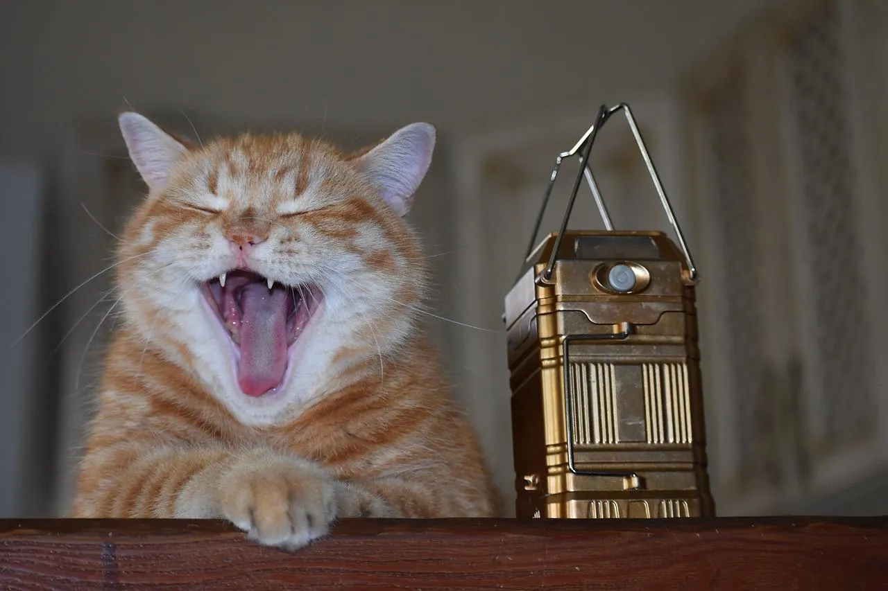 Вихідні свята в липні 2021 Вихідні свята в липні 2021