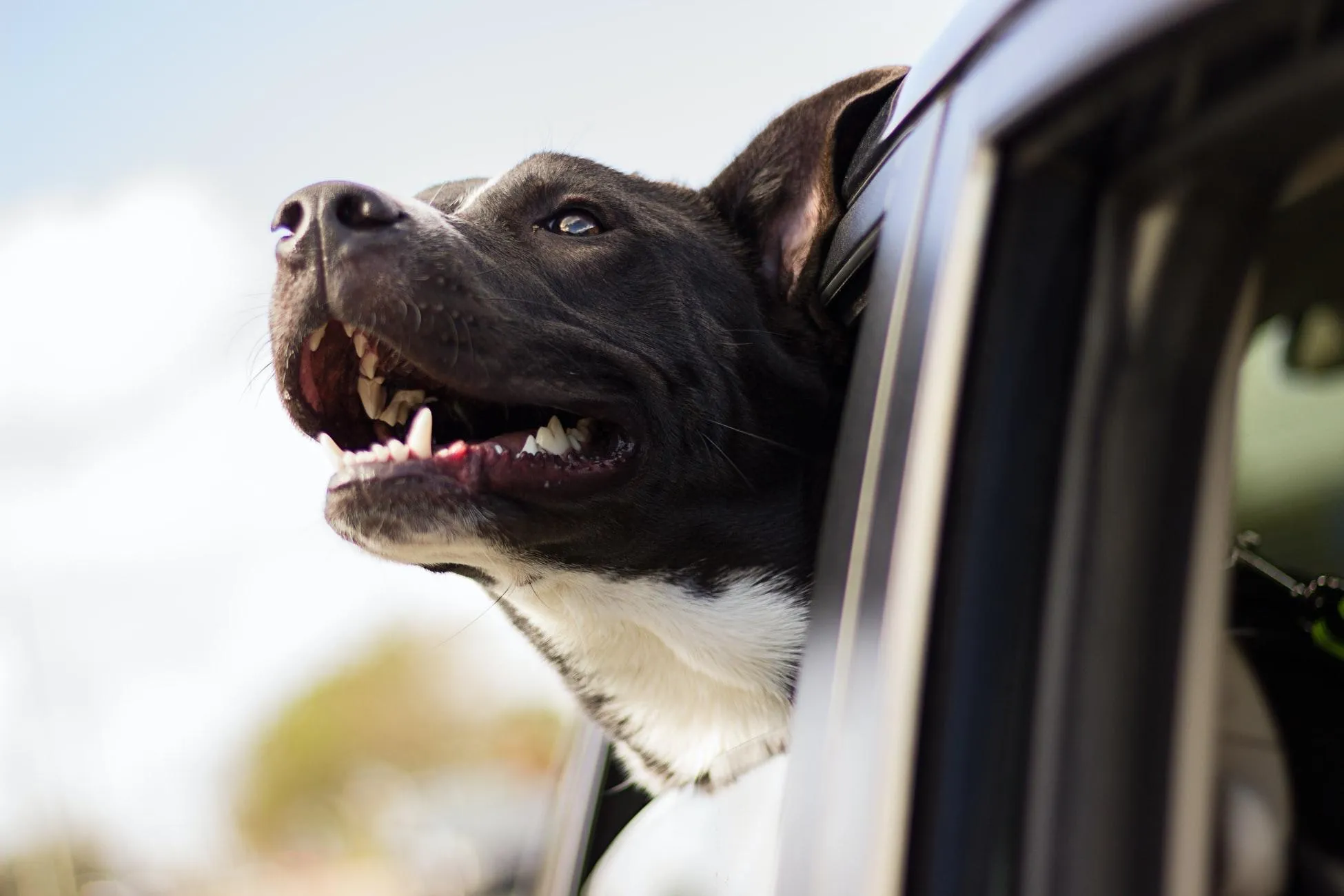 Не оставляйте собаку в машине даже с открытыми окнами